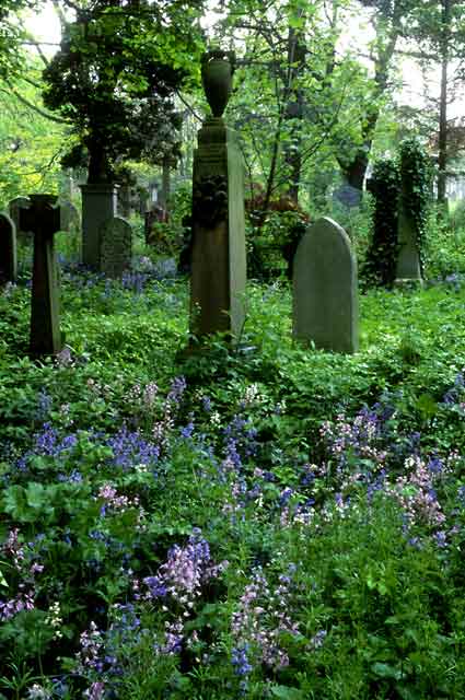 Warriston Cemetery 3  -  Gravestones and Bluebells