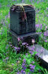 Warriston Cemetery  -  Gravestone and Bluebells