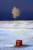 Silverknowes Golf Course  -  Winter  -  Temperature Minus 20 degrees