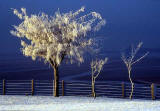 Silverknowes - Winter trees - temperature minus 20 degrees