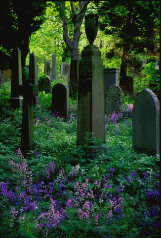 Warriston Cemetery  -  2