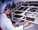 Duncan's Chocolate Factory  -  Beaverhall Road, Edinburgh,  1991  -  A worker putting selections of chocolates into boxes