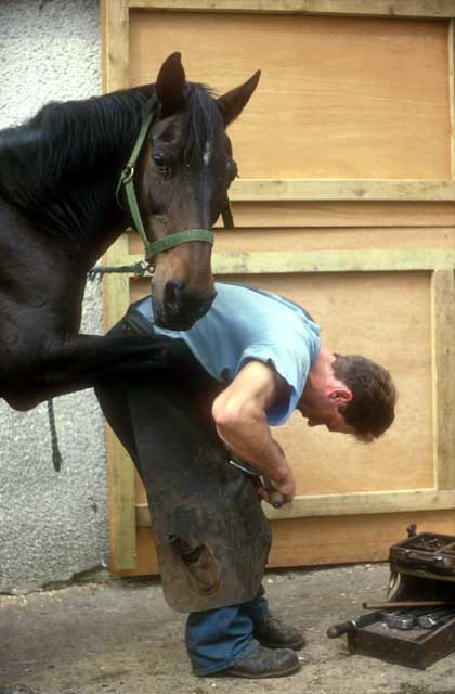 Farrier and Horse