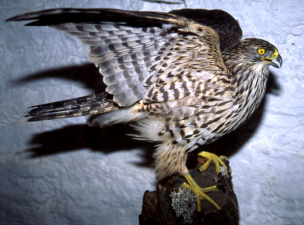 Bird of Prey in George Jamieson's taxidermy workshop at Cramond Tower