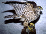 Bird of Prey in George Jamieson's taxidermy workshop at Cramond Tower