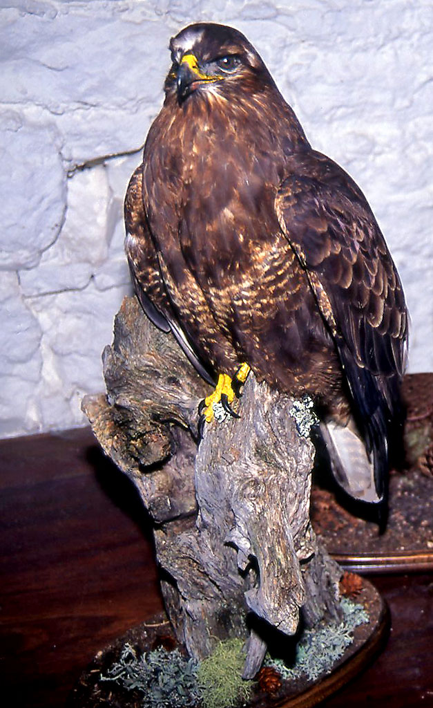 Bird of Prey in George Jamieson's taxidermy workshop at Cramond Tower