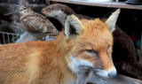 Fox, Bird and Otter in George Jamieson's taxidermy workshop at Cramond Tower