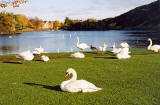 Photograph by Peter Stubbs  -  Edinburgh  -  November 2002  -  View to the north-east across St Margaret's Loch in Queen's Park