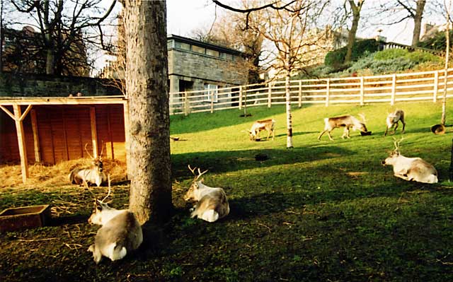 Reindeer in West Princes Street Gardens  -  December 2004