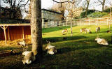 Reindeer in West Princes Street Gardens  -  December 2004