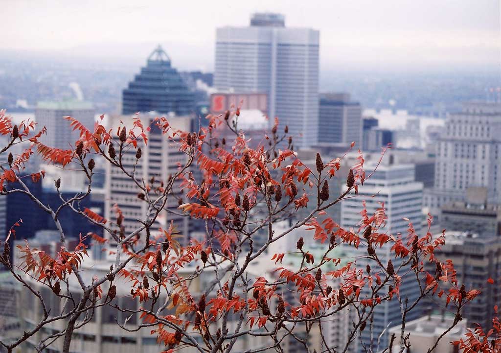 Looking south-east over the City from the esplanade at Chalet de la Montagne, Parc Mont Royal, Montreal  -  Photograph taken 17 October 2003