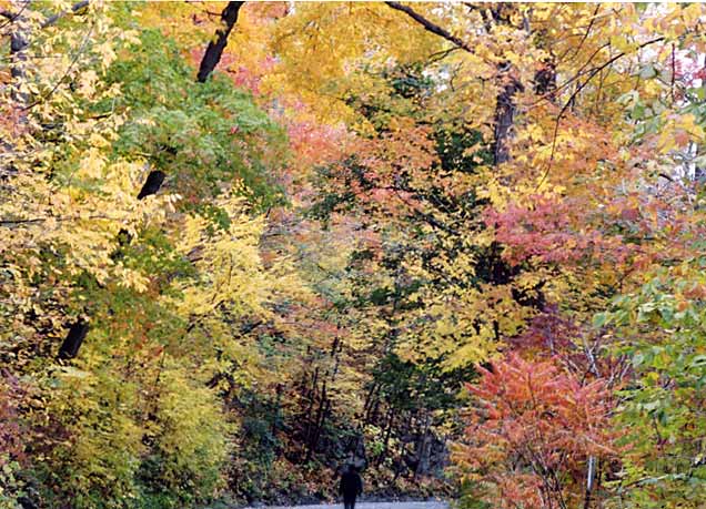 A Stroll through Parc Mont-Royal in the Fall  -  Photo taken 17 October 2003