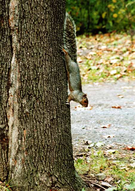 Squirrel in the Woods  -   Parc Mont-Royal, Montreal  -  Photo taken 17 October 2003