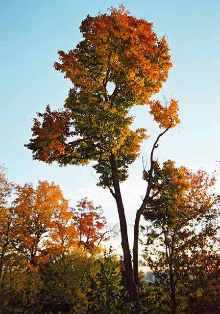 Tree near the entrance to Parc Mont-Royal, near Redpath Crescent, Montreal  -  Photo taken 15 October 2003