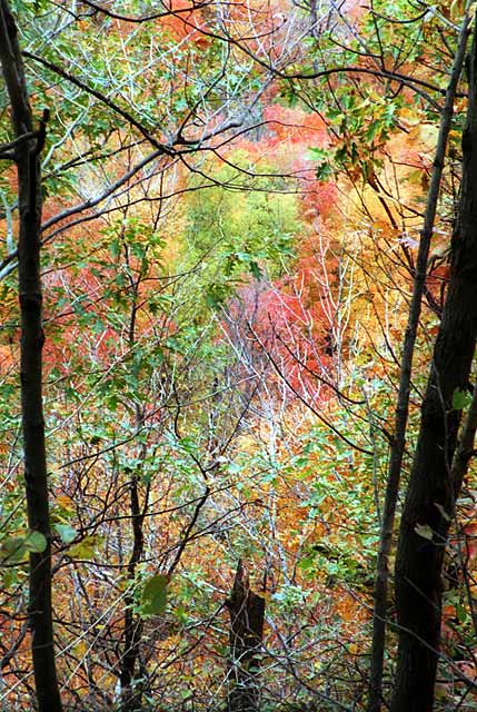 Colours of the Fall  -  Parc Mont-Royal, Montreal