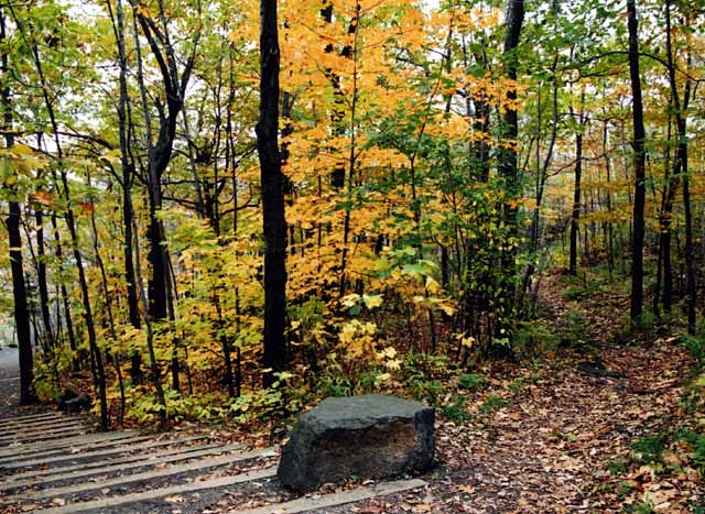 Tracks through the woods  -  Parc Mont-Royal, Montreal  -  Photo taken 17 October 2003