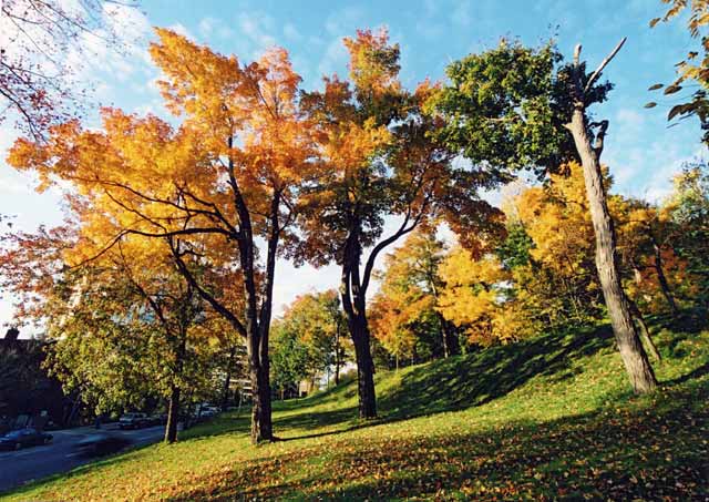 Trees near the entrance to Parc Mont-Real, near Redpath Crescent, Montreal  -  Photo taken 15 October 2003