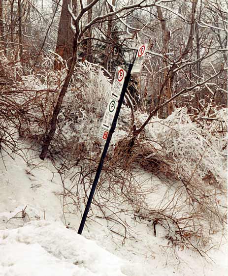Road Sign and Trees at Parc Mont-Royal, Montreal   -  during the ice storm 1998