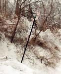 Road Sign and Trees at ParcMont_royal, Montreal - during the ice storm 1998