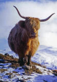 A Christmas card published by Bank of Scotland, Antwerp Branch, featuring my photo of a highland cow near Crianlarich