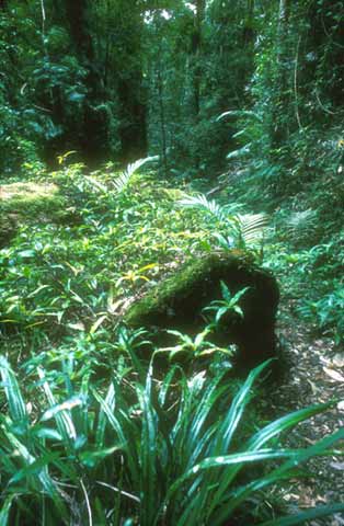 Australia  -  Binna Burra Sub-tropical Rain Forest  -  1