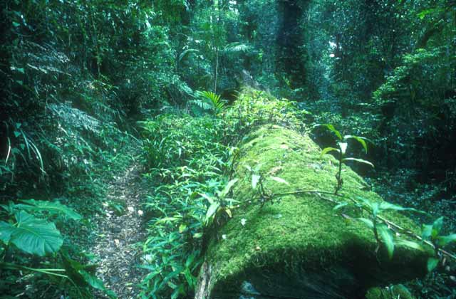 Australia  -  Binna Burra Sub-tropical Rain Forest - 2