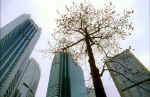 Hong Kong  -  Urban Tree