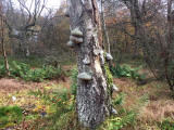 Fungi at Hermand Birchwood, Wewst Calder, West Lothian