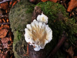 Fungi at Hermand Birchwood, Wewst Calder, West Lothian