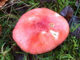 Fungi at Hermand Birchwood, Wewst Calder, West Lothian