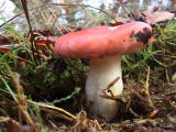 Fungi at Hermand Birchwood, Wewst Calder, West Lothian