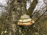 Fungi at Hermand Birchwood, Wewst Calder, West Lothian