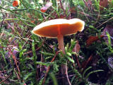 Fungi at Hermand Birchwood, Wewst Calder, West Lothian