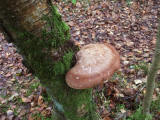 Fungi at Hermand Birchwood, Wewst Calder, West Lothian