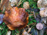 Fungi at Hermand Birchwood, Wewst Calder, West Lothian