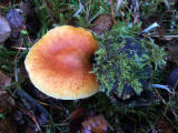 Fungi at Hermand Birchwood, Wewst Calder, West Lothian