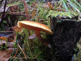 Fungi at Hermand Birchwood, Wewst Calder, West Lothian