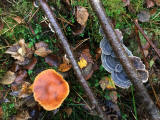 Fungi at Hermand Birchwood, Wewst Calder, West Lothian