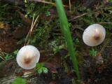 Fungi at Hermand Birchwood, Wewst Calder, West Lothian