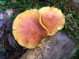 Fungi at Hermand Birchwood, Wewst Calder, West Lothian