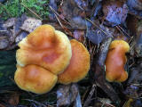 Fungi at Hermand Birchwood, Wewst Calder, West Lothian