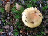 Fungi at Hermand Birchwood, Wewst Calder, West Lothian