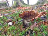 Fungi at Hermand Birchwood, Wewst Calder, West Lothian