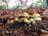 Fungi at Hermand Birchwood, Wewst Calder, West Lothian