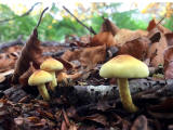 Fungi at Hermand Birchwood, Wewst Calder, West Lothian