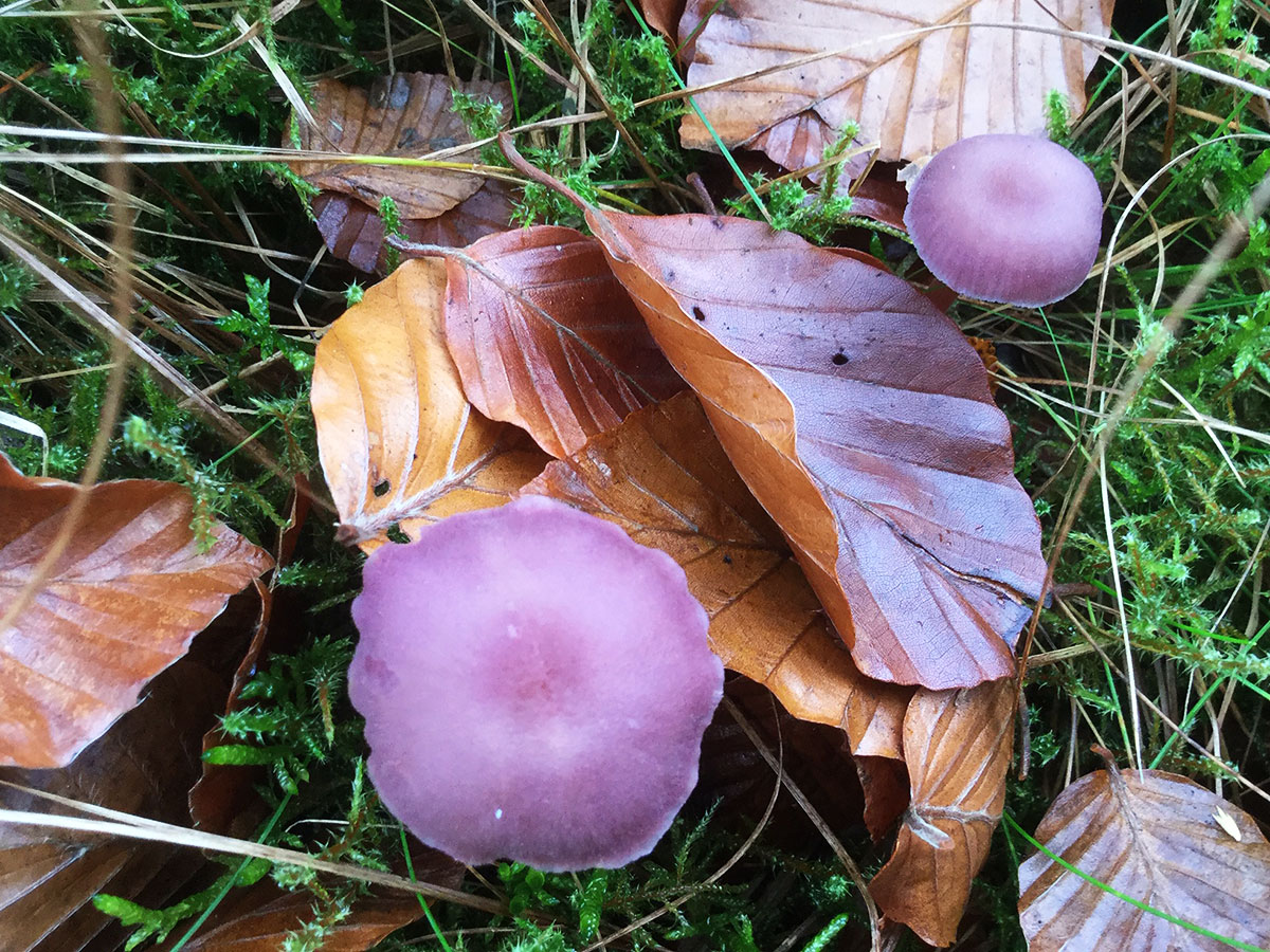 Fungi at Hermand Birchwood, Wewst Calder, West Lothian