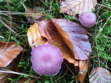 Fungi at Hermand Birchwood, Wewst Calder, West Lothian