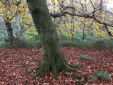 Hermand Birchwood, Wewst Calder, West Lothian