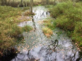 Hermand Birchwood, Wewst Calder, West Lothian