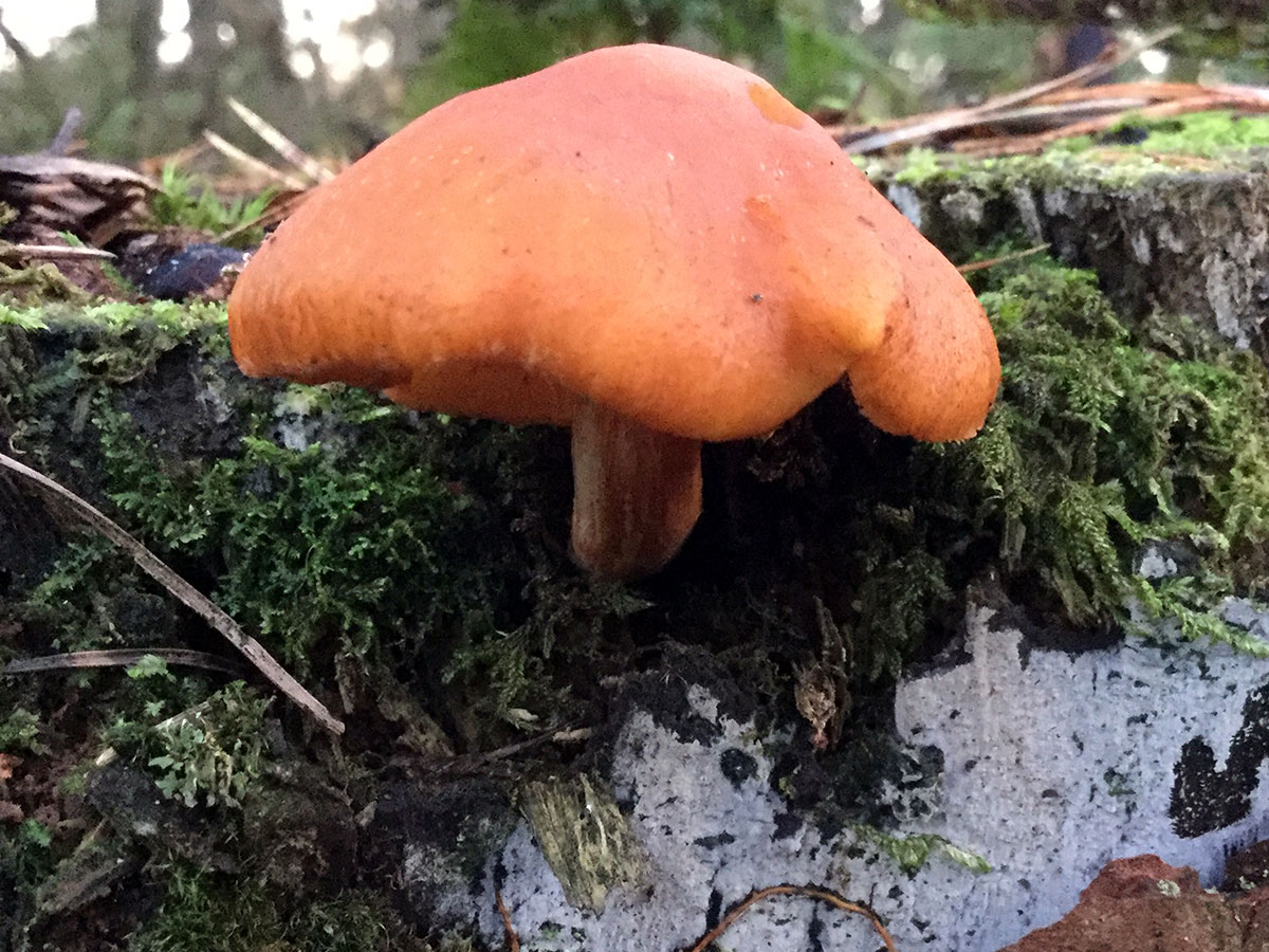 Fungi at Hermand Birchwood, Wewst Calder, West Lothian